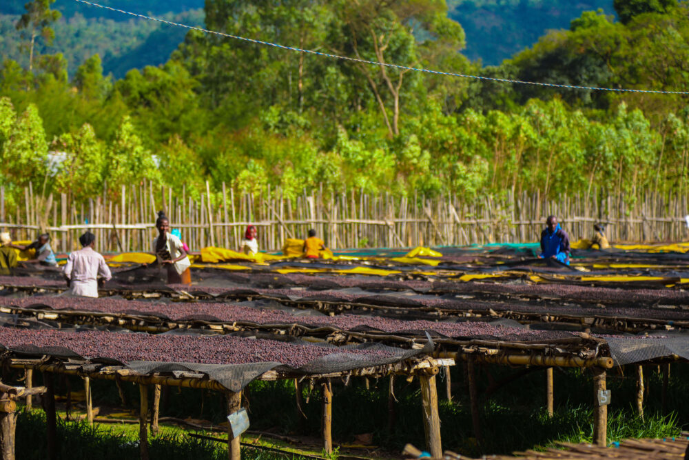 Ethiophia yirgacheffe