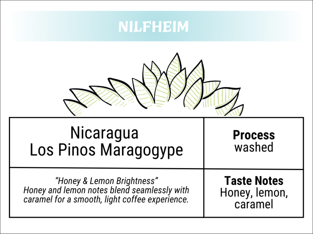 Nicaragua Los Pinos Maragogype - Image 2